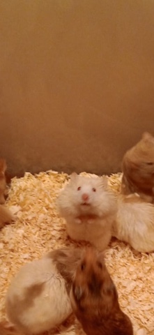 Any – Hamsters for sale