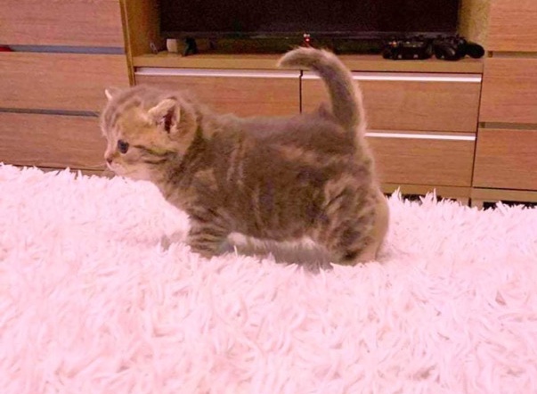British Shorthair – Scottish straight