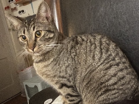 American Shorthair – 3 year old cuddly cat needs a home – Thomasville