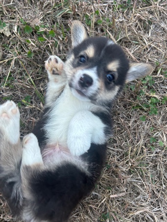Pembroke Welsh Corgi – Akc pembroke welsh corgi