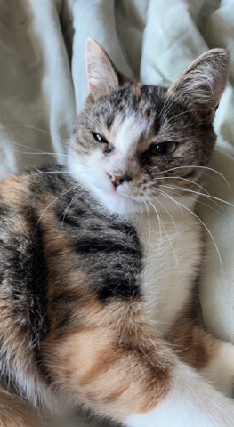 Free cat.