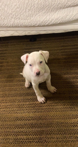American Pit Bull Terrier – Very sweet American Staffordshire Terrier puppies