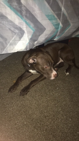 American Pit Bull Terrier – saviour needs a home