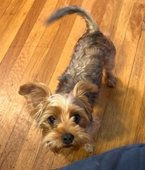Yorkshire Terrier – finding new home