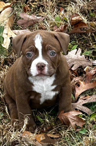 American Bulldog – American Bully Puppies
