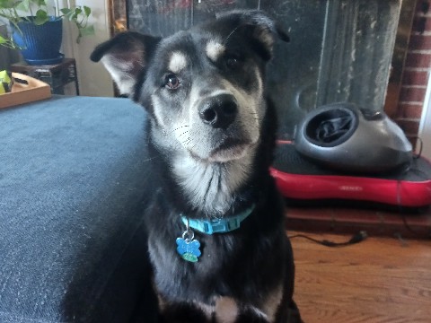 Siberian Husky – free husky/golden – New Britain