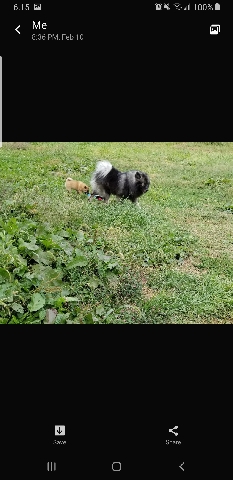 Keeshond – Keeshond Stud