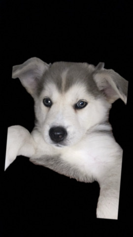 Siberian Husky – Siberian husky puppy