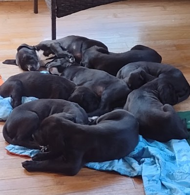 6 girl puppies 8 weeks old – Martinsburg