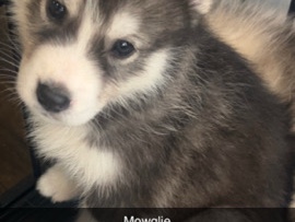 Siberian Husky – husky pups – Forest View
