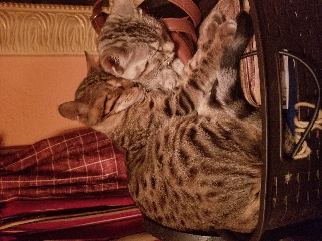 Bengal – 5 months old Bengal Kittens