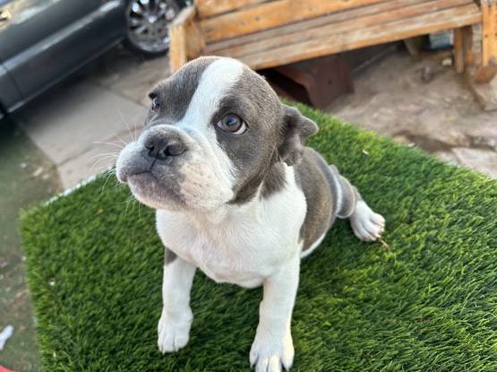 French Bulldog – Rope frenchy – Tolleson