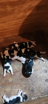 AKC Beagle puppies