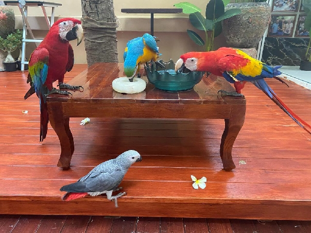 Adorable,macaw and other parrots for sale