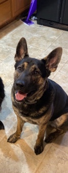 German Shepherd – German sheppard