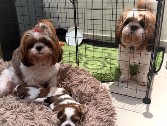 Shih Tzu – 🐶❤️ Purebred Shih Tzu Puppies Looking for Loving Homes! ❤️🐶 – Dubai
