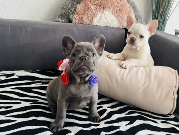 French Bulldog – Französische Bulldoggen zu verkaufen – Reutlingen
