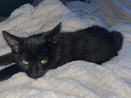 Black cat
