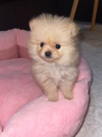 Pomeranian – Pomeranian Puppies Male and Female