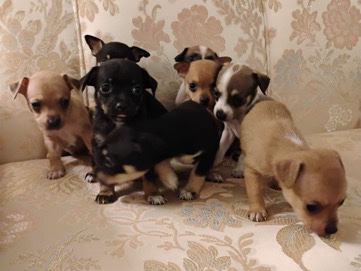 Chihuahua – Chihuahua &Jack Russel terrier mix