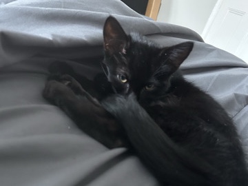 Bombay – black cat – Derby