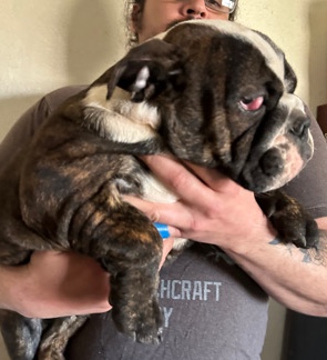 Olde English Bulldogge – English Bulldog Puppy