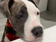 American Pit Bull Terrier – American pit – Lennox