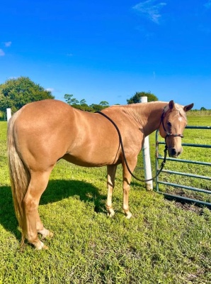 Adorable Horse Looking for a New Home