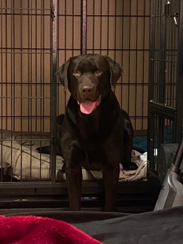 Labrador Retriever – Bear