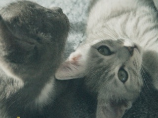 Brazilian Shorthair – 2 Baby Kater