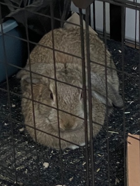 Mini Lop – URGENT mini lop bunny free