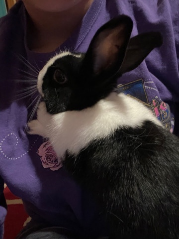 Dutch – Oreo
