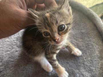 Russian White, Black and Tabby – baby kitten – Phelan