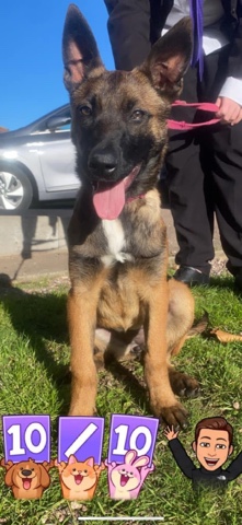 Belgian Shepherd Dog (Malinois) – Belgian malinois