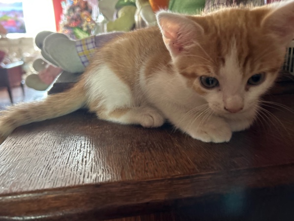 Munchkin – smudge
