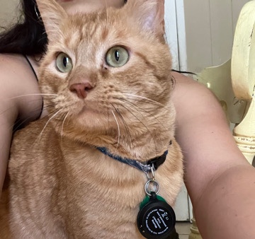 American Shorthair – Orange Tabby