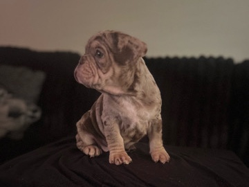 French Bulldog – frenchy BullDogs – Titusville