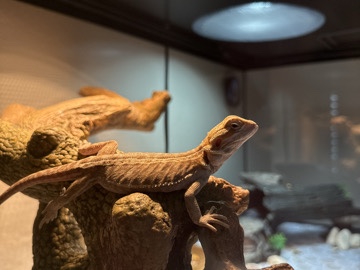 Bearded Dragon – Selling bearded dragon – Gulfport