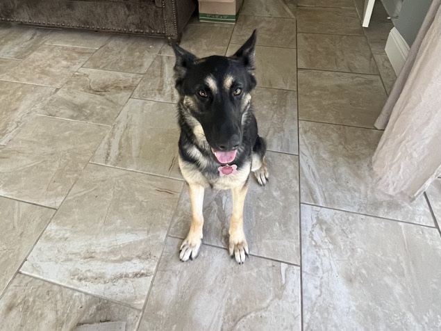 German Shepherd – Meet Tay