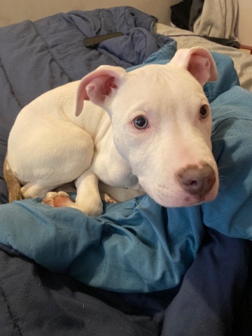 American Pit Bull Terrier – pit bull puppy