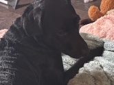 Labrador Retriever – Roxy – Milton Keynes
