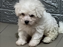 Maltese – maltesi cuccioli maschi – Roma