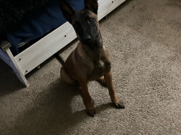 Belgian Shepherd Dog (Malinois) – Belgian Milanos – Dover
