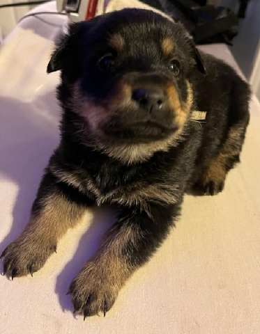 Rottweiler – Rottweiler Shepherds