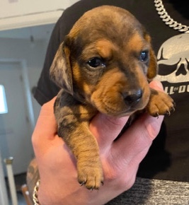 Dachshund – 4 dachshund