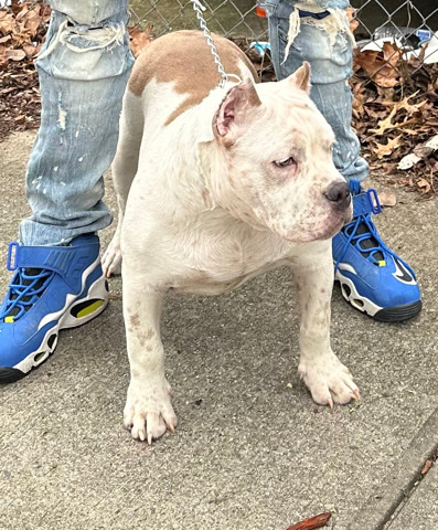 Bulldog – pocket bully 8months
