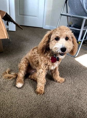 Poodle – Adorable dog looking for a new home
