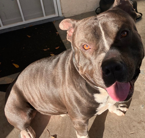 American Pit Bull Terrier – American Pitbull