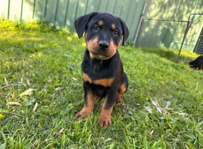 Rottweiler – rottweiler puppy