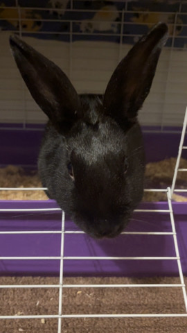 Havana – black female bunny